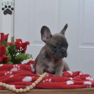 Bella, French Bulldog Puppy