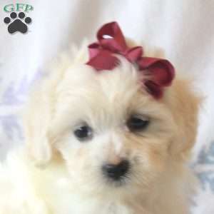 Bella, Maltipoo Puppy