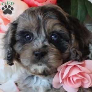 Bella, Cavapoo Puppy