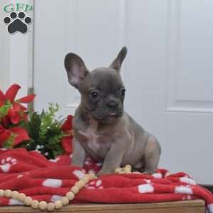 Bella, French Bulldog Puppy