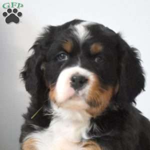 Bella, Miniature Bernese Mountain Dog Puppy