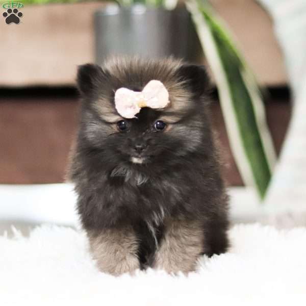 Belle, Pomeranian Puppy