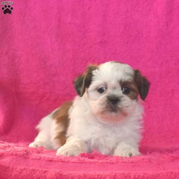 Belle, Shih Tzu Puppy