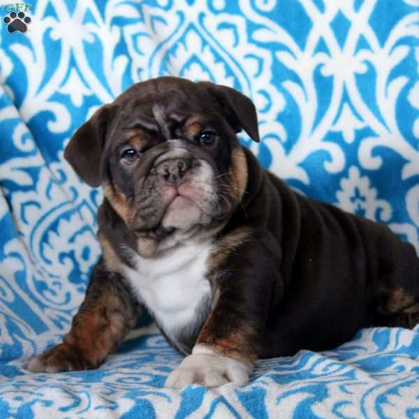 Ben, English Bulldog Puppy