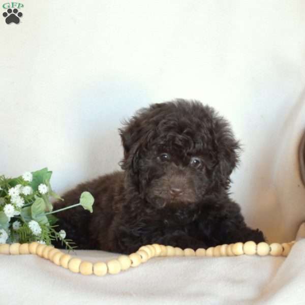 Benji, Miniature Poodle Puppy