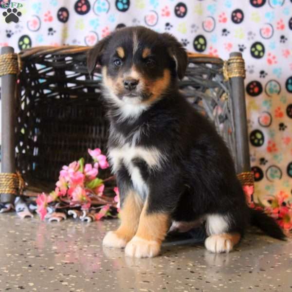 Benji, Bernese Mountain Dog Mix Puppy