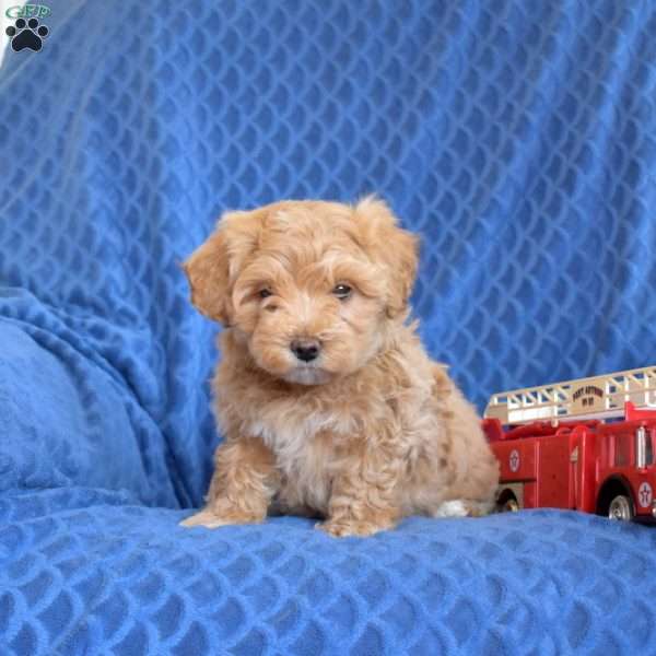 Benji, Maltipoo Puppy