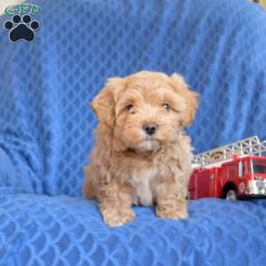 Benji, Maltipoo Puppy