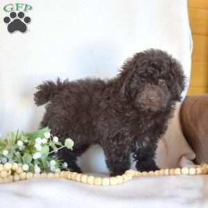 Benji, Miniature Poodle Puppy