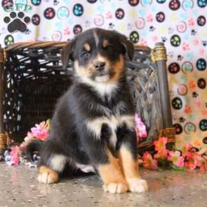 Benji, Bernese Mountain Dog Mix Puppy