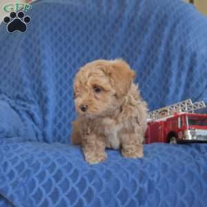 Benji, Maltipoo Puppy