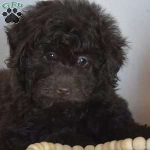 Benji, Miniature Poodle Puppy