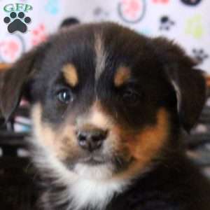 Benji, Bernese Mountain Dog Mix Puppy