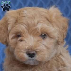 Benji, Maltipoo Puppy