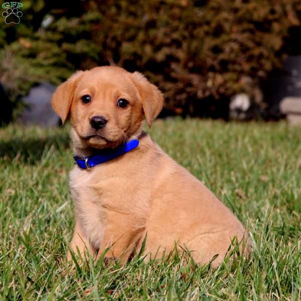 Benji, Fox Red Labrador Retriever Puppy