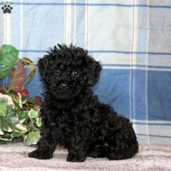 Benji, Cockapoo Puppy