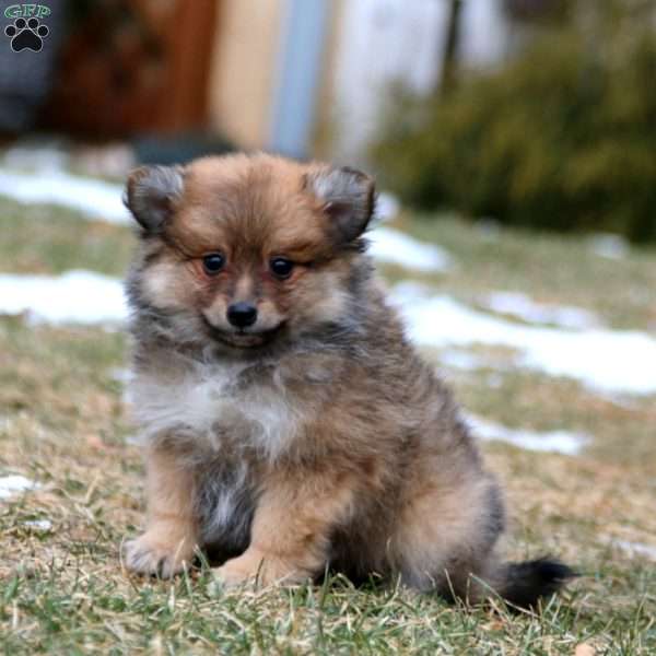 Benji, Pomeranian Mix Puppy