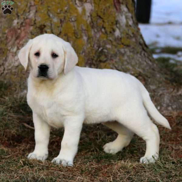 Benji, Yellow Labrador Retriever Puppy