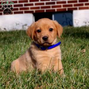 Benji, Fox Red Labrador Retriever Puppy