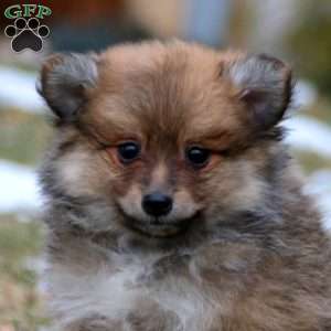 Benji, Pomeranian Mix Puppy