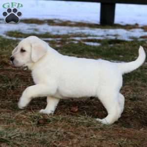 Benji, Yellow Labrador Retriever Puppy