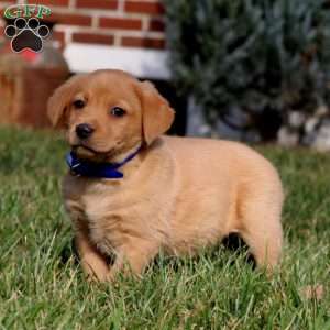 Benji, Fox Red Labrador Retriever Puppy