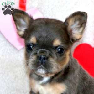 Benji-Fluffy, French Bulldog Puppy