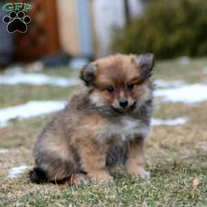 Benji, Pomeranian Mix Puppy