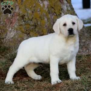 Benji, Yellow Labrador Retriever Puppy