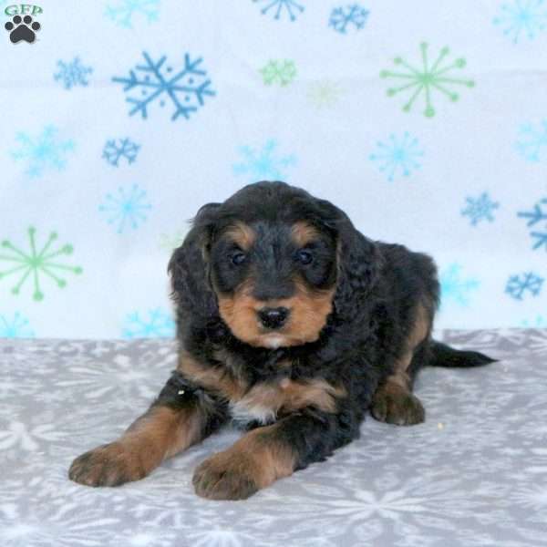 Bennett, Bernese Mountain Dog Mix Puppy