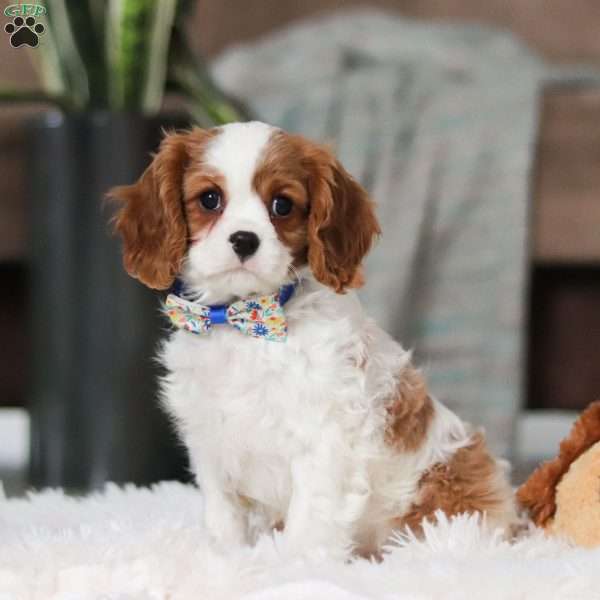 Benny, Cavalier King Charles Spaniel Puppy