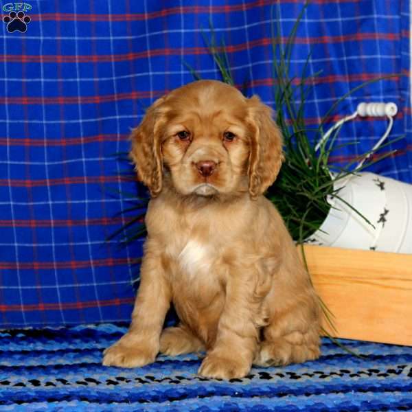 Benny, Cocker Spaniel Puppy