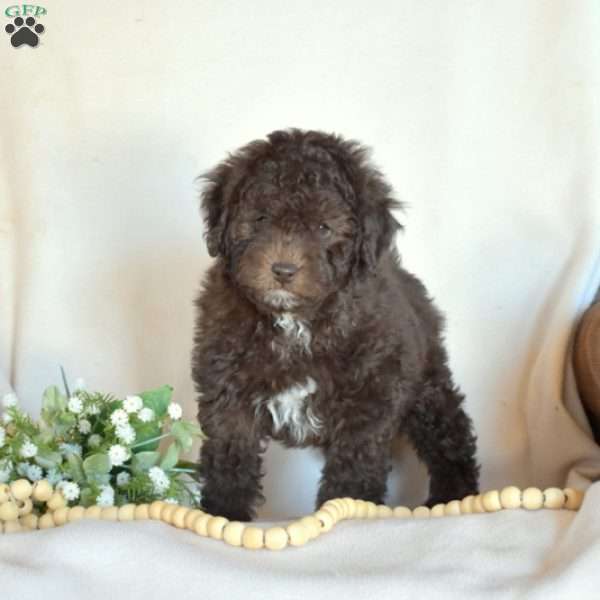 Bentley, Miniature Poodle Puppy