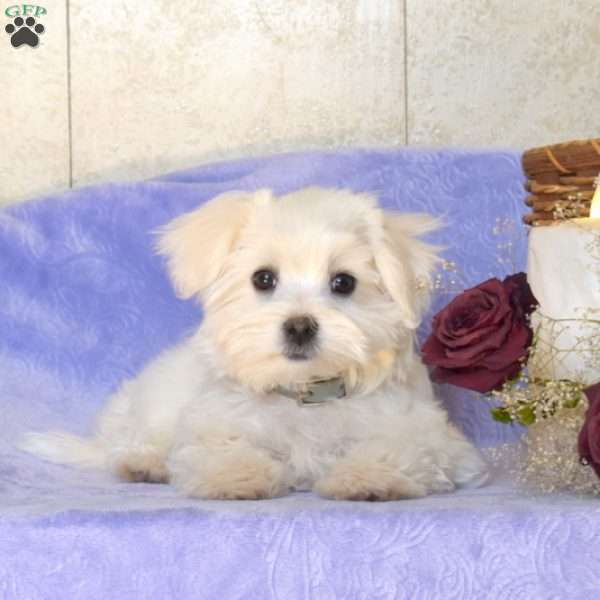 Bentley, Maltese Puppy