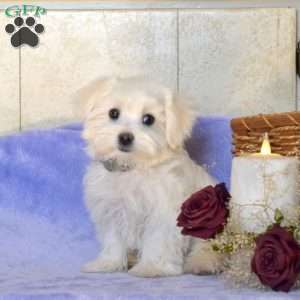 Bentley, Maltese Puppy