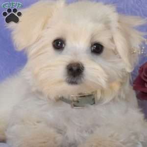 Bentley, Maltese Puppy