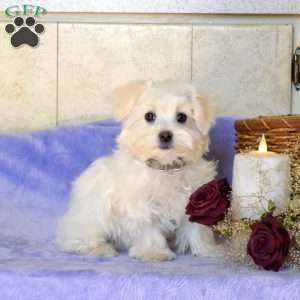 Bentley, Maltese Puppy