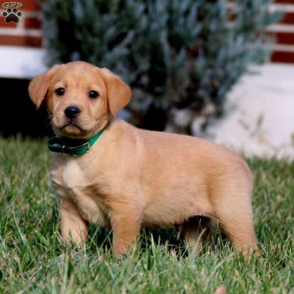 Bentley, Fox Red Labrador Retriever Puppy