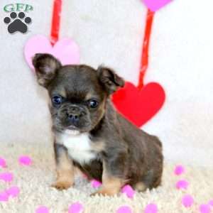 Bentley-Fluffy, French Bulldog Puppy