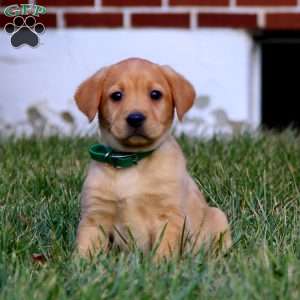 Bentley, Fox Red Labrador Retriever Puppy