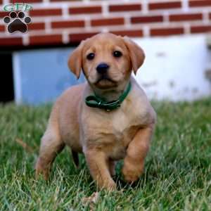 Bentley, Fox Red Labrador Retriever Puppy