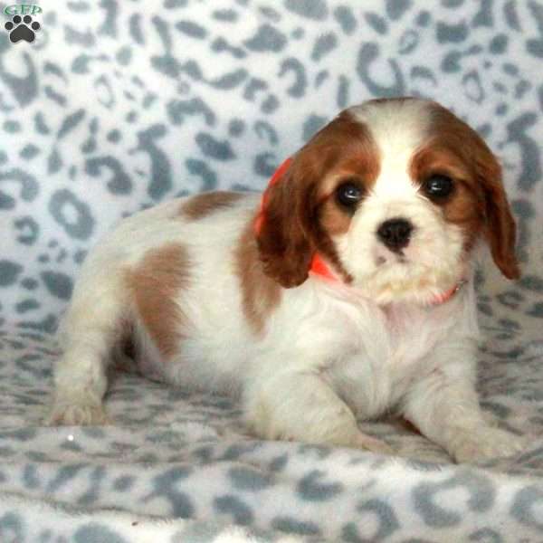 Bertha, Cavalier King Charles Spaniel Puppy