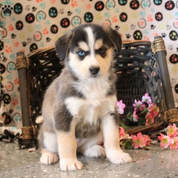 Beth, Bernese Mountain Dog Mix Puppy