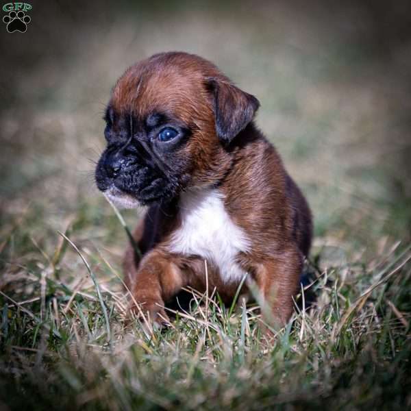 Betsy, Boxer Puppy