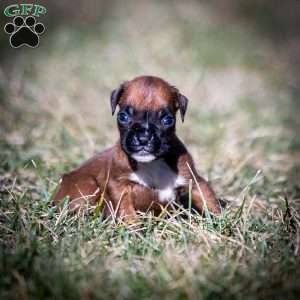 Betsy, Boxer Puppy