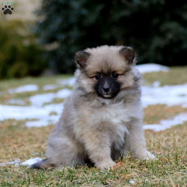 Betsy, Pomeranian Mix Puppy