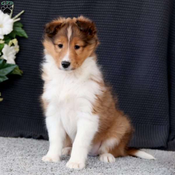 Betsy, Sheltie Puppy