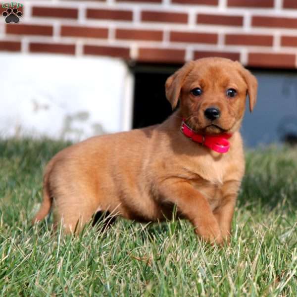 Betsy, Fox Red Labrador Retriever Puppy