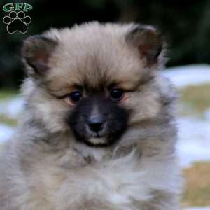 Betsy, Pomeranian Mix Puppy