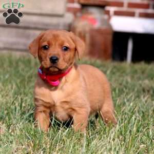 Betsy, Fox Red Labrador Retriever Puppy